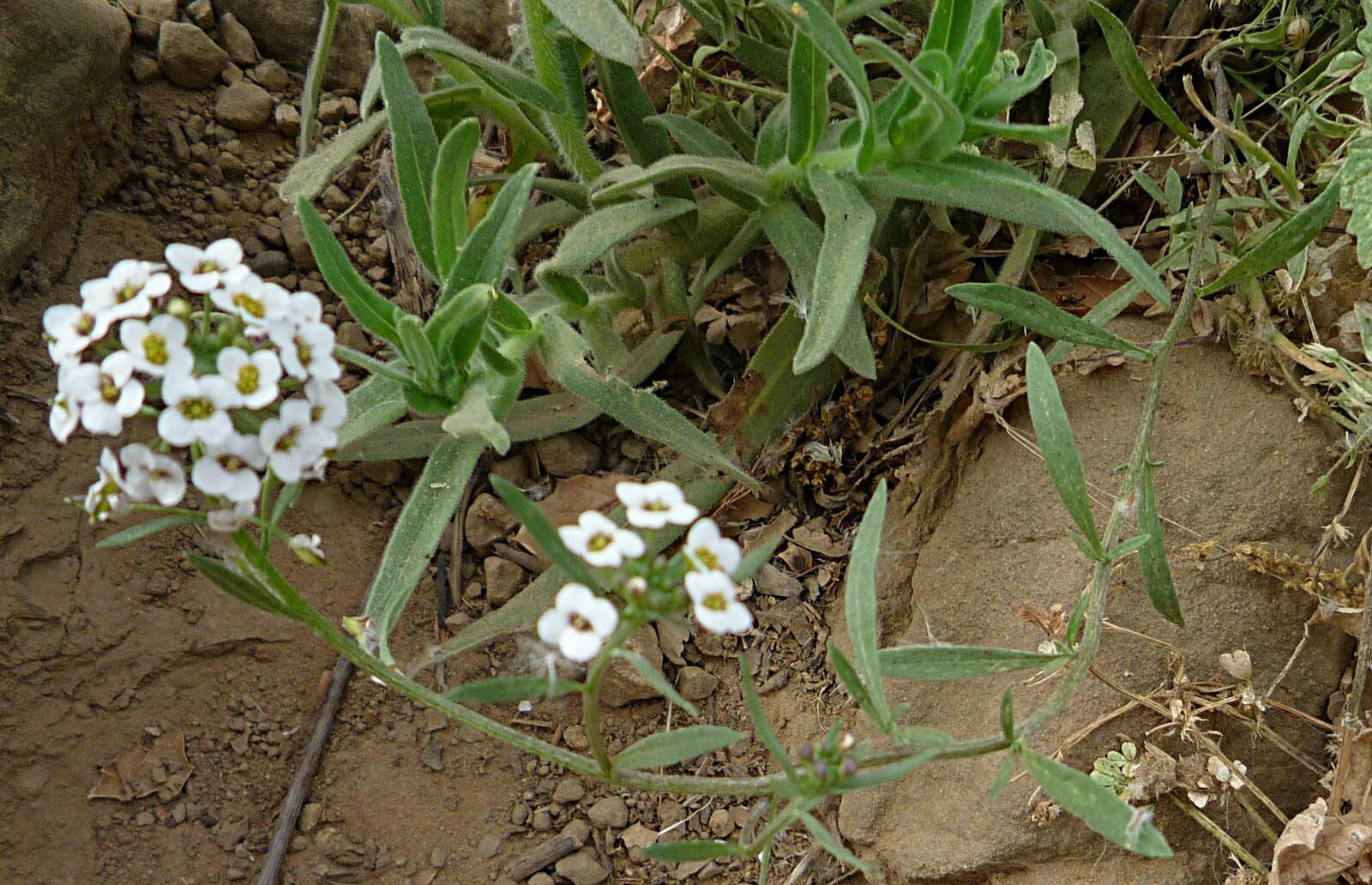 High Resolution Lobularia maritima Plant